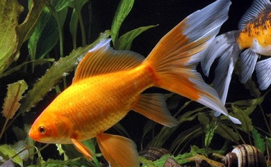Pesce rosso che cambia colore normale i consigli di for Razze di pesci rossi