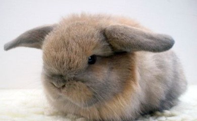 notizie animali, coniglio nano, conigli nani, gabbia per conigli, socializzazione dei conigli nani